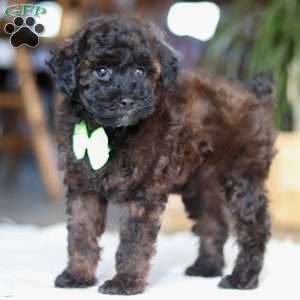Sprout, Miniature Poodle Puppy